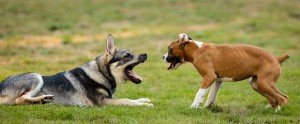 dogs-1041483_1280 (1)