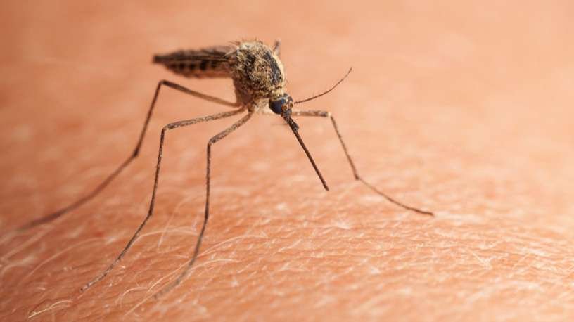 Resultado de imagem para mosquitos e pernilongos- imagens