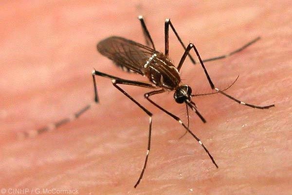 Confirmada morte por Dengue em SP