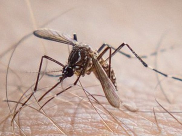 Flórida confirma primeiro caso de chikungunya transmitido nos EUA