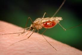 Descoberta uma nova arma contra a malária