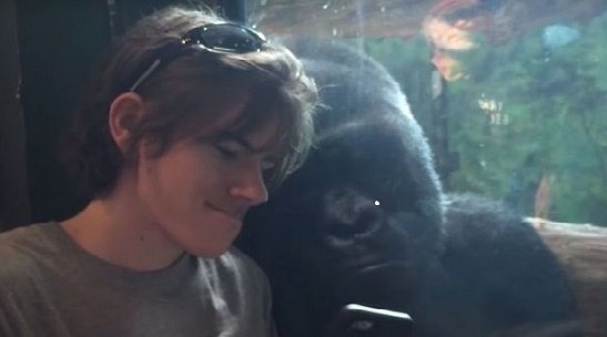 Gorila curioso rouba cena no Youtube