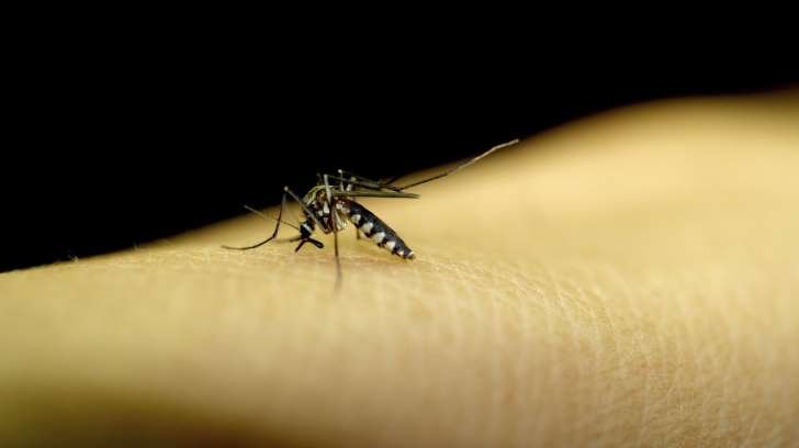 Estudos de zika têm prazo reduzido