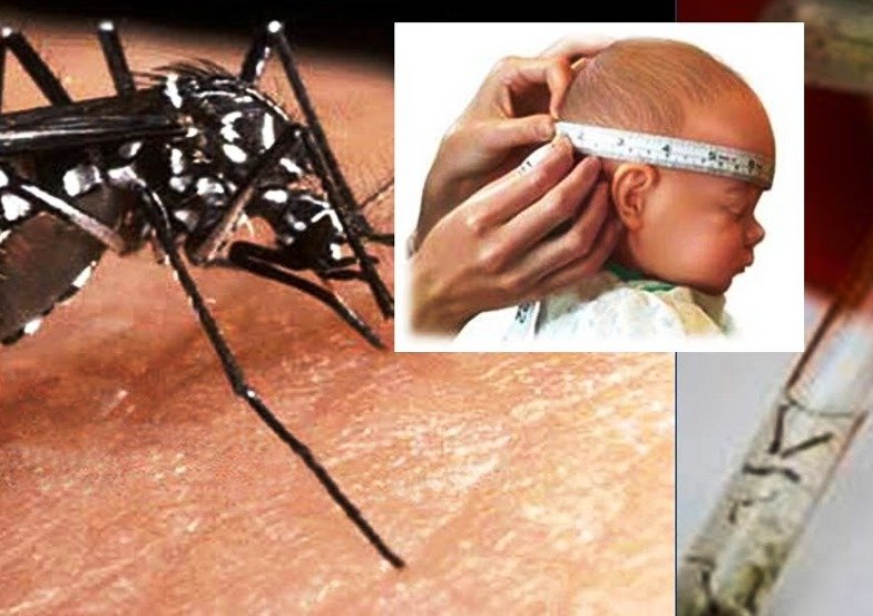 Chikungunya pior que zika, diz pesquisa