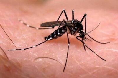 Campinas tem surto de dengue
