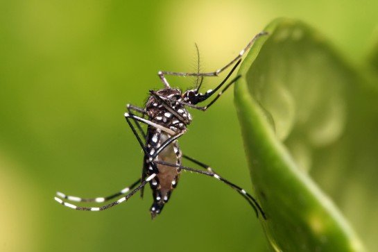 Estudo: Saliva do Aedes preocupa