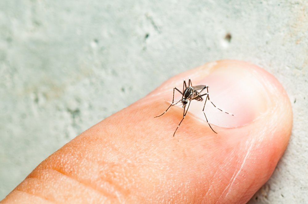 Infec o Anterior Pelo V rus Da Dengue N o Agrava Quadro De Zika Diz 