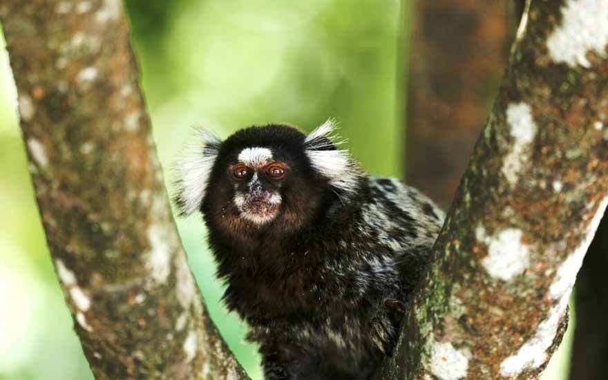 Paulo Afonso confirma primeiro caso de febre amarela em primata