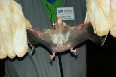 Bahia: novos casos de raiva em morcegos são registrados em Feira de Santana