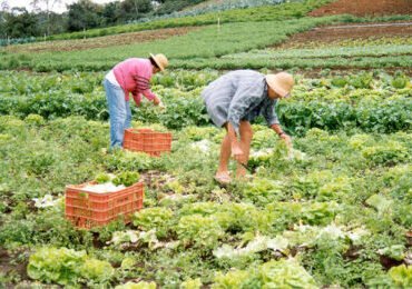 BNDES alavanca R$ 1 bilhão para segurança alimentar de 250 mil agricultores do semiárido