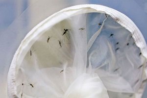 Casos de chikungunya aumentam 15% no estado do Rio e de dengue e zica  tiveram queda