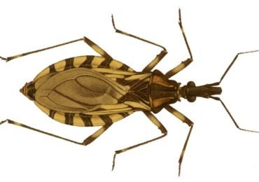 Doença de Chagas afeta 80 mil pessoas na Europa