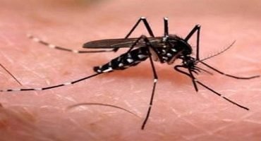 Dengue: Unb faz pesquisas para controlar mosquito transmissor