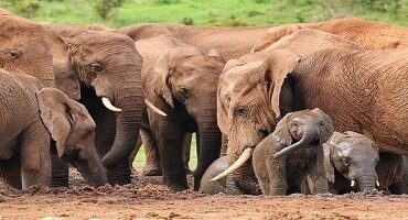 Reserva indiana faz testes de covid em elefantes