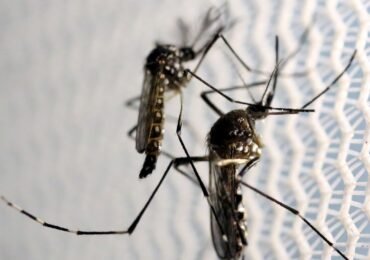 Sesab confirma duas novas mortes por dengue