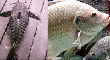 - Peixes de escamas e peixes reimosos - Saiba as diferenças